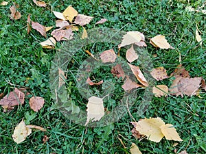 Fallen autumn leaves on grass