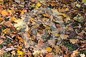 Fallen autumn leaves on the grass