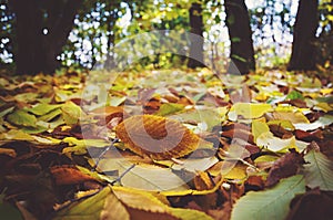 fallen autumn leaves on grass in sunny morning light,