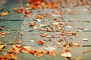 Fallen autumn leaves on the ground