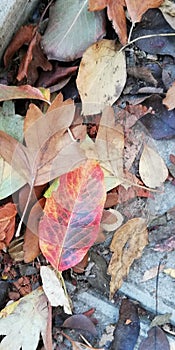 Fallen autumn leaves on the ground