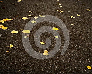 Fallen autumn leaves