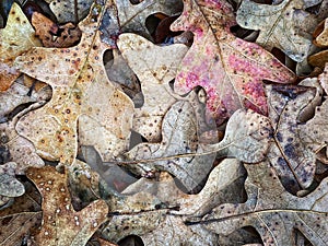 Fallen autumn leaves on ground. Subtle colors.