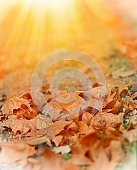 Fallen autumn leaves illuminated by sunlight