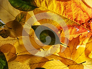 Fallen autumn leaves on the lumen. Plant texture. Background.