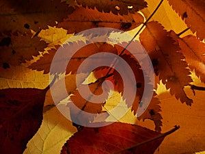 Fallen autumn leaves on the lumen. Plant texture. Background.