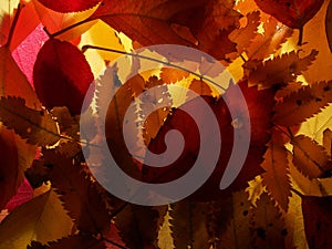 Fallen autumn leaves on the lumen. Plant texture. Background.