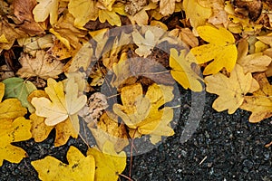 Fallen Autumn Leaves Lying On The Ground