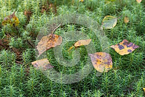 Fallen autumn leaves on moss common haircap