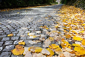 Fallen autumn leaves on the old cobblestone street.