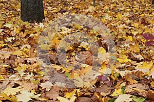 Fallen autumn leaves in the park