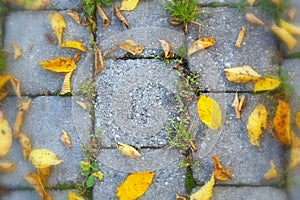 Fallen autumn leaves on paving slabs