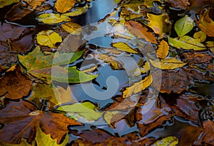 Fallen autumn leaves in a puddle of rainwater
