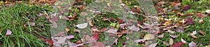 Fallen autumn leaves. Red yellow leaves on green grass. The beginning of autumn concept. Panorama.