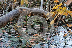 Fallen Autumn Leaves on a standing water surface of a swamp area. Fall season motive. Back to Nature concept