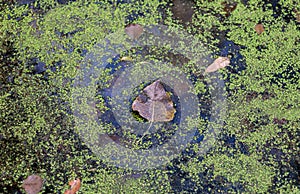 Fallen Autumn Leaves on a standing water surface of a swamp area. Fall season motive. Back to Nature concept