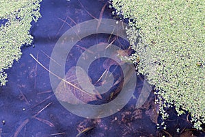 Fallen Autumn Leaves on a standing water surface of a swamp area. Fall season motive. Back to Nature concept