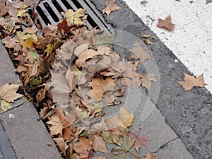 Fallen autumn leaves on street drain, after the rain.