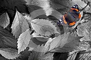 Fallen autumn leaves texture background. black and white. bright butterfly admiral on a fallen autumn leaves. top view.