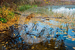 Fallen autumn leaves in water, fall background