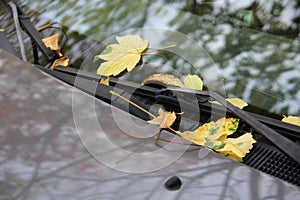 Fallen autumn leaves on the windshield and hood of the car