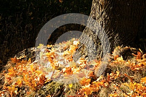 Fallen autumn maple leaf. Gold autumn, Indian summer.