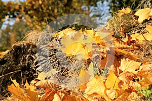 Fallen autumn maple leaf. Gold autumn, Indian summer.