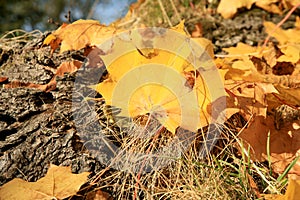 Fallen autumn maple leaf. Gold autumn, Indian summer.