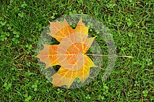 Fallen autumn maple leaf on green grass