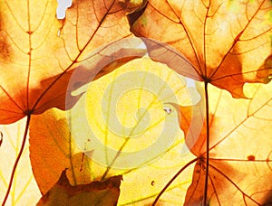Fallen autumn maple leaves on the lumen. Texture.
