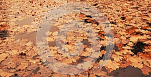 Fallen autumn oak leaves in the lake in the rain. Autumn nature. Variable focus