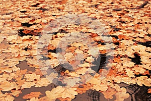 Fallen autumn oak leaves in the lake in the rain. Autumn nature. Variable focus