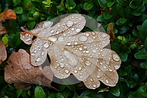 Fallen autumn oak leaves with rain drops in grass