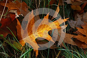 Fallen autumn oak leaves with rain drops in grass