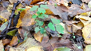 fallen autumn tree leaves with water drops after rain