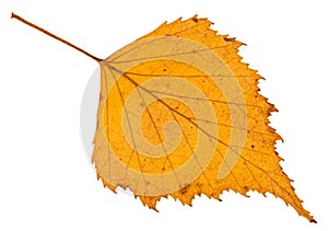 fallen autumn yellow leaf of birch tree isolated