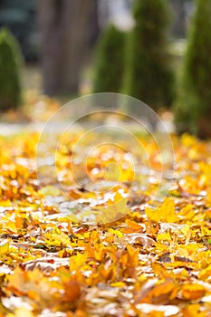 Fallen autumn yellow leaves on the background of neatly trimmed Avenue of tuyas.