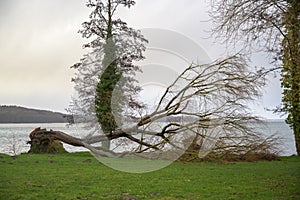 Fallen bare tree on the meadow at the lake shore after heavy weather, dangerous storm damage, cloudy sky, copy space