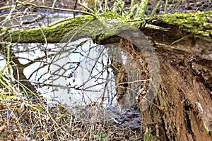 Fallen bare tree in a park in winter