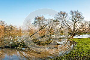 Fallen bare tree reflected in the water