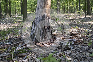 Fallen bark of dead tree attacked by bark beetle