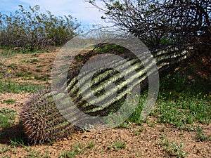 Fallen Barrel Cactus in the Arizona desert