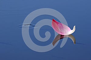 Fallen Beautiful Lotus Petal floating escort by fish