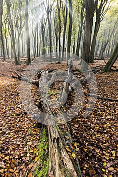 Fallen Beech Forest Vierhouten