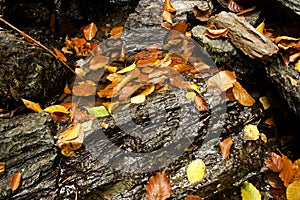 Fallen beech leaves on wet stones