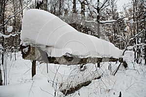 Fallen birch is covered with a thick layer of snow
