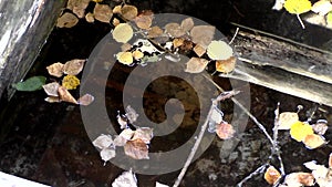 Fallen birch leaves in an old abandoned well. Forest key. Autumn forest. Bright colors of the autumn forest. Indian summer.