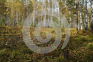 Fallen birch lies in the yellow grass in a forest glade in a birch grove in autumn