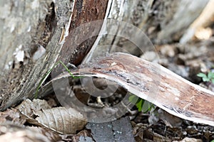 Fallen birch tree