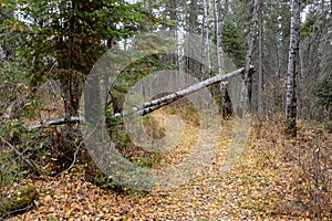 Fallen birch tree across a trail in the forest at Duck mountain Provincial Park, Manitoba